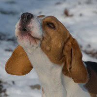 Hunde und Handy (3 von 4)