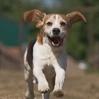 Hunde und Handy (4 von 4)