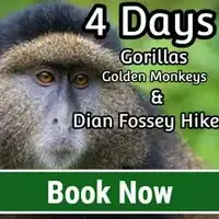 4 days gorillas, golden monkeys and Dian fossey