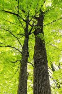 Tall tree