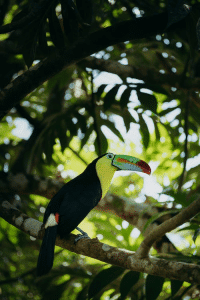 Endangered Birds of the Rainforest