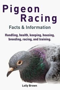 What Do Pigeons Eat