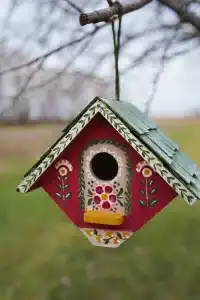 When to Put Up a Bird Box