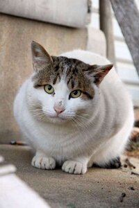 能登