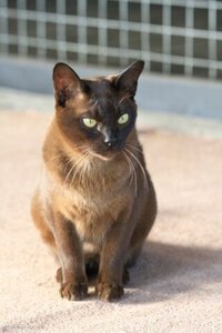Burmese Cat's Cafe