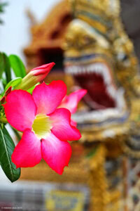 Wat Lam Chang