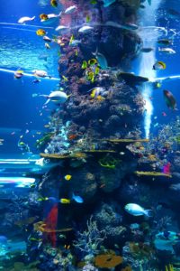 Cursos de buceo en canarias