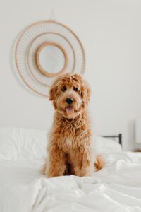 Are golden doodles hypoallergenic
