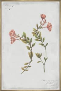 Epilobium Rigidum - Canvas Gallery Champagne