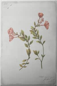 Epilobium Rigidum - Unframed Canvas Unframed Canvas
