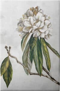 Pearly Beauty II - Unframed Canvas Unframed Canvas