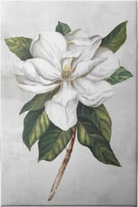 Pearly Beauty I - Unframed Canvas Unframed Canvas