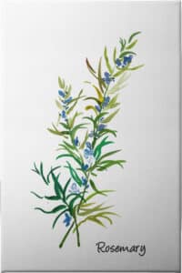 Rosemary II - Unframed Canvas Unframed Canvas