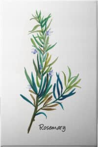 Rosemary I - Unframed Canvas Unframed Canvas