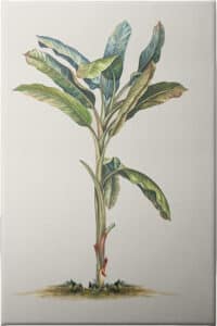 Tropical Daydream II - Unframed Canvas Unframed Canvas