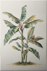 Tropical Daydream I - Unframed Canvas Unframed Canvas