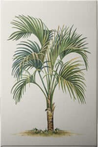 Tropical Palm Breeze - Unframed Canvas Unframed Canvas