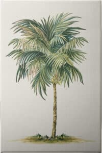 Tropical Palm Tree - Unframed Canvas Unframed Canvas