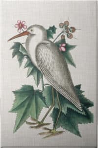 Catesby Heron III - Unframed Canvas Unframed Canvas