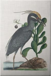 Catesby Heron I - Unframed Canvas Unframed Canvas