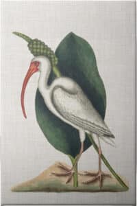 Catesby Heron VI - Unframed Canvas Unframed Canvas