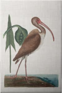 Catesby Heron V - Unframed Canvas Unframed Canvas