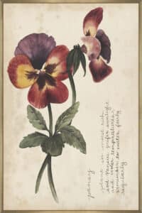 Garden Studies II - Canvas Gallery Champagne