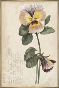 Garden Studies I - Canvas Gallery Champagne