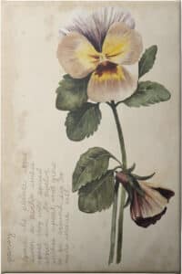 Garden Studies I - Unframed Canvas Unframed Canvas