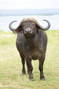 Kidepo Valley National Park