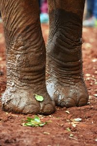 Best Winter Safari Tips