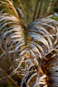 Palm Trimming Singer Island Guide: Avoid Costly Mistakes & Protect Coastal Property Year-Round | Expert Tree Services, Palm Trimming, & Tree Care in Lake Worth & Palm Beach County | Trying to find the best tree service company for palm trimming Singer Island? We will share in this article what you need to know, including palm trimming cost, the process, key considerations, and how to pick the right tree service company. We can help you determine not just the best provider to get the job done, but also the one who will do the job right, every time. Palm trimming Singer Island https://www.treemaid.com Signs of a dead palm and when your palm tree needs trimming. Tree service by Tree Maid tree service servicing Singer Island, FL