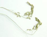 雑草