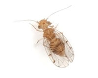 昆虫類