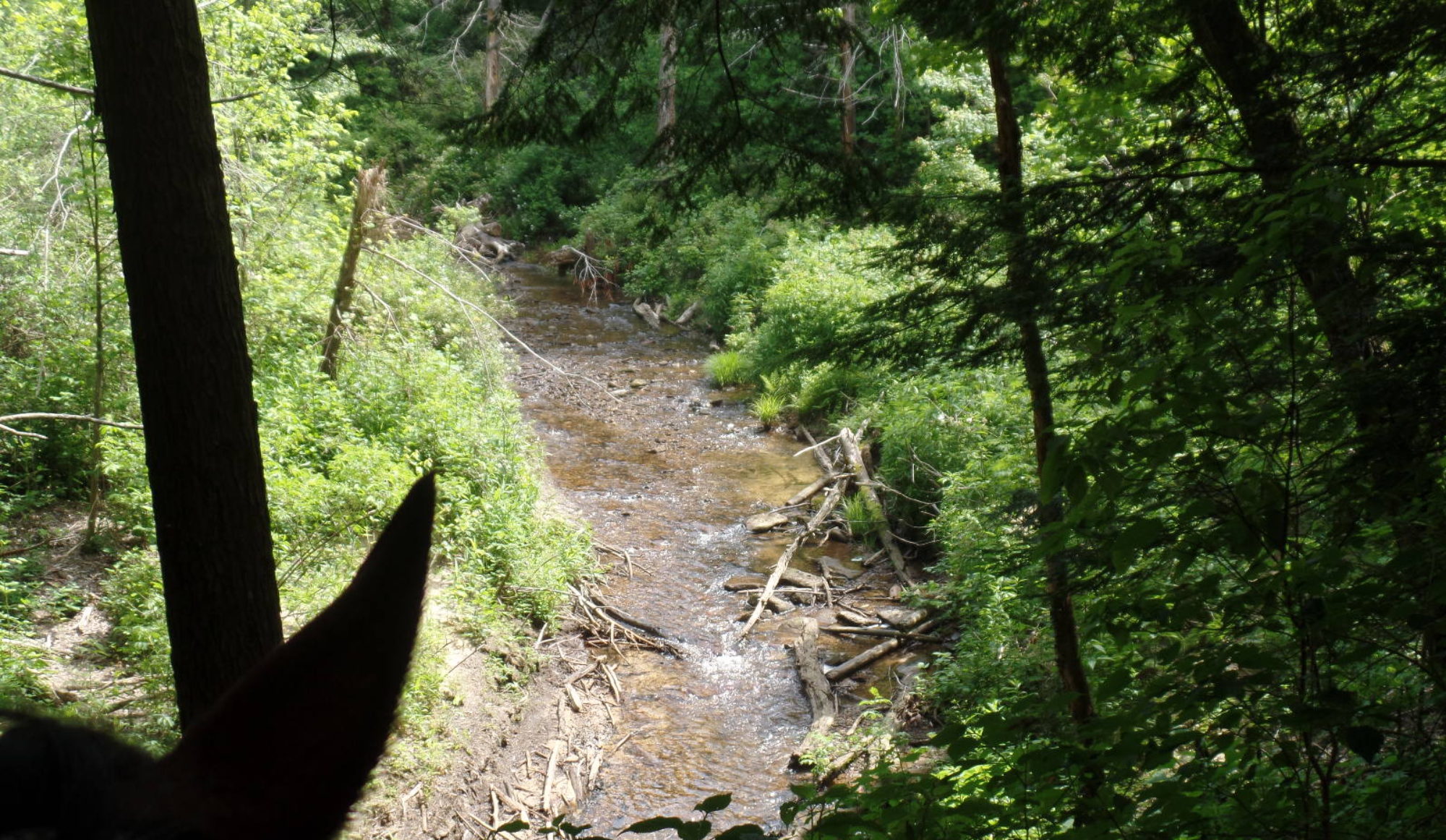 Trail creek crossing