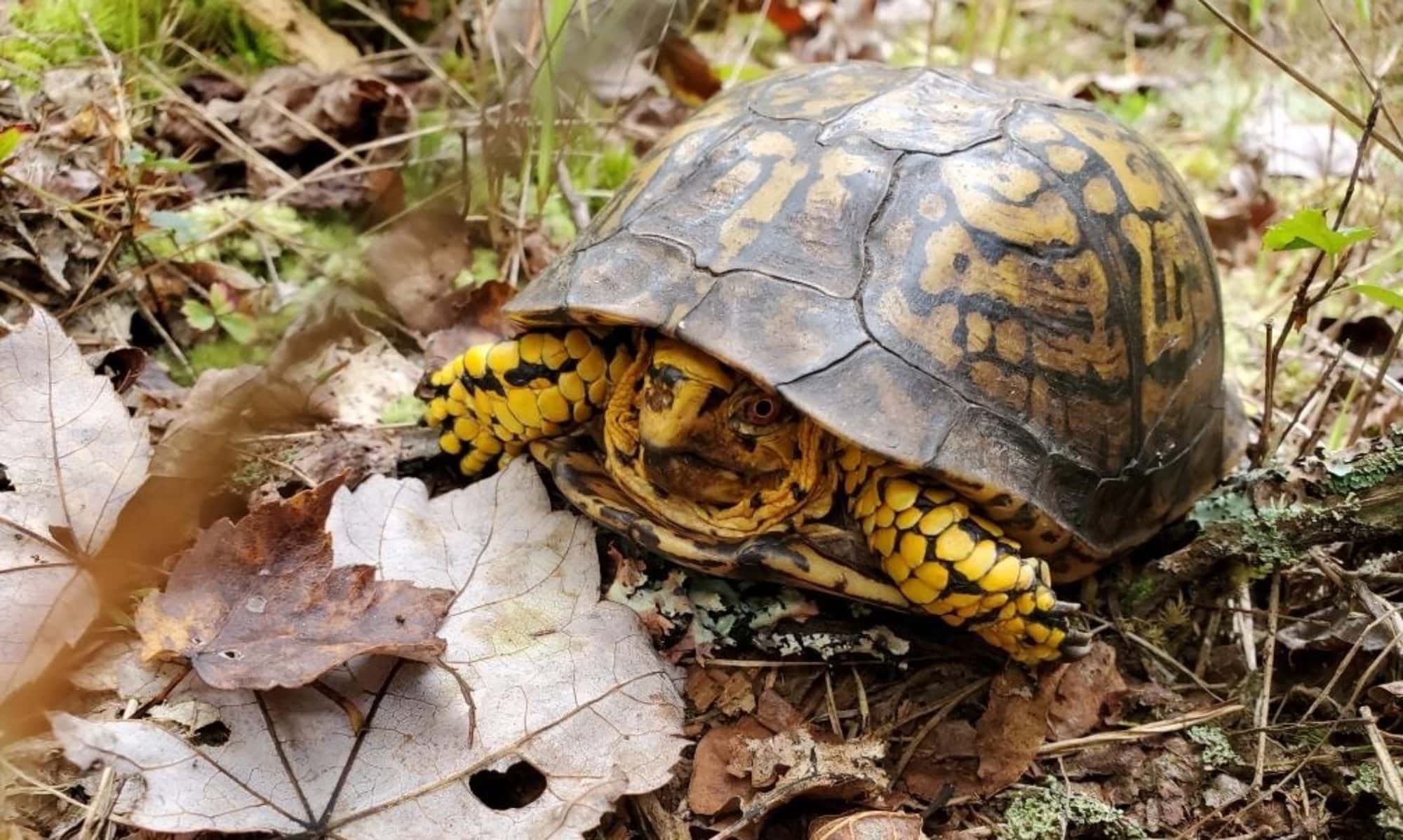 Turtle commonly seen in the area