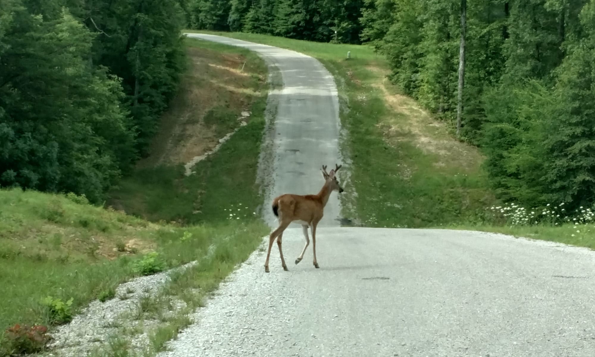 Deer crossing street