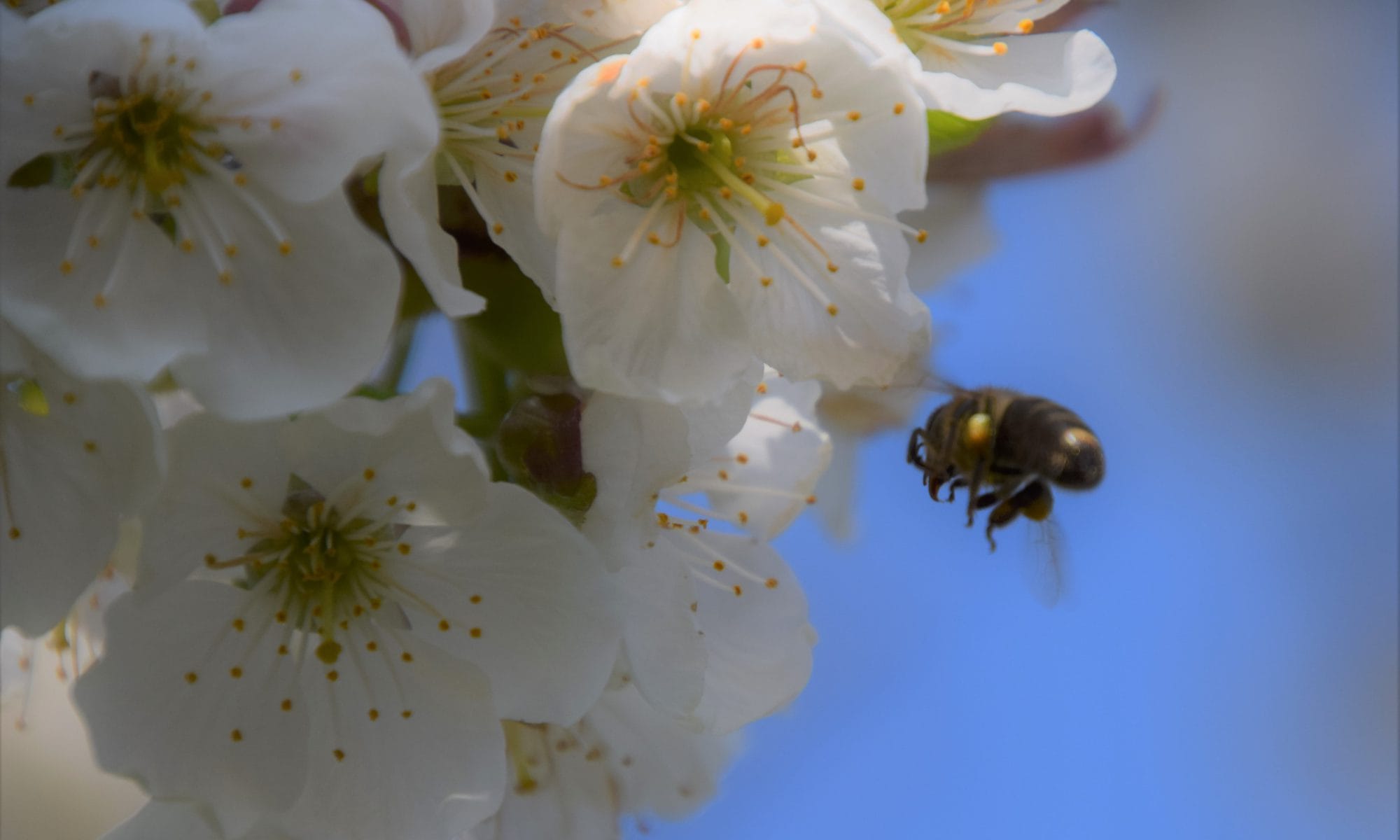 Kirschblüten mit anfliegender Honigbiene