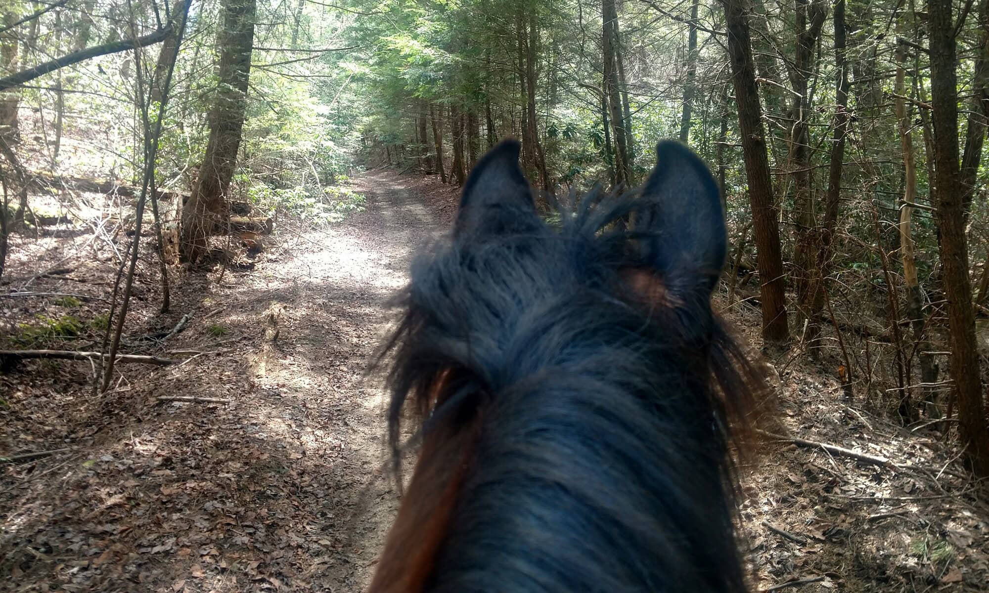 Horseback trail riding at RTTA in Jamestown Tennessee