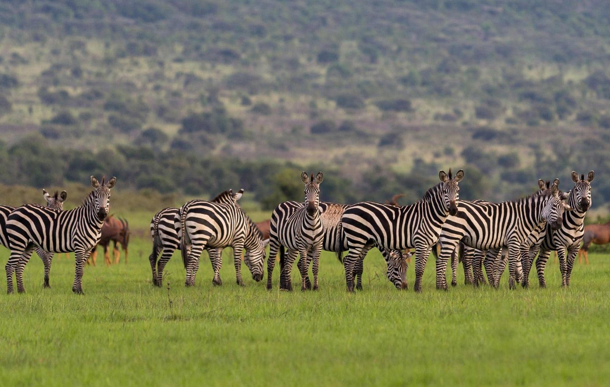 10 Days Rwanda Gorillas & Wildlife Safari