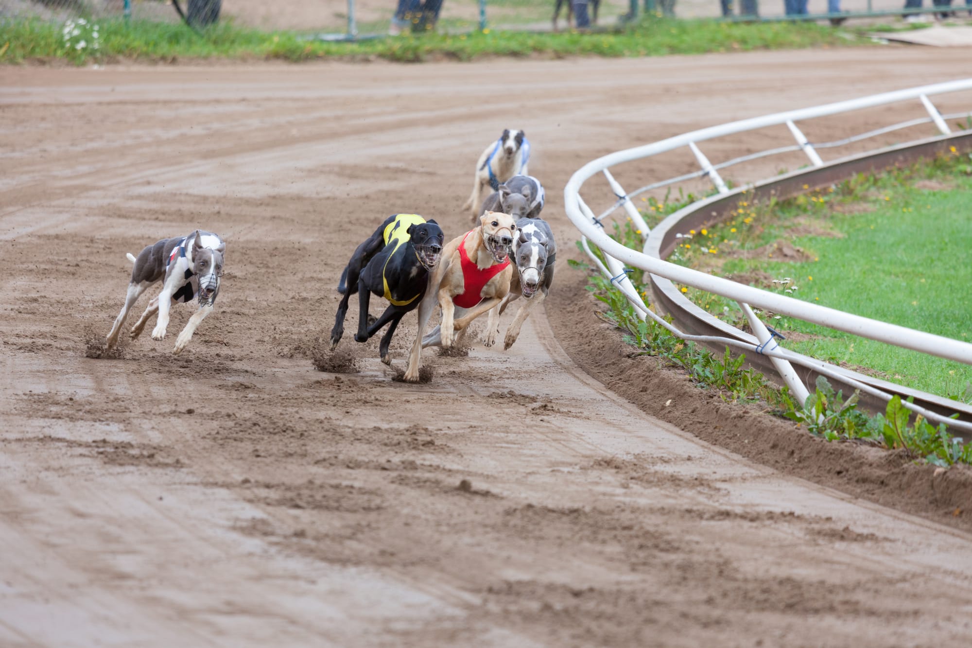 Monmore Gold Cup Final – Tips & analysis