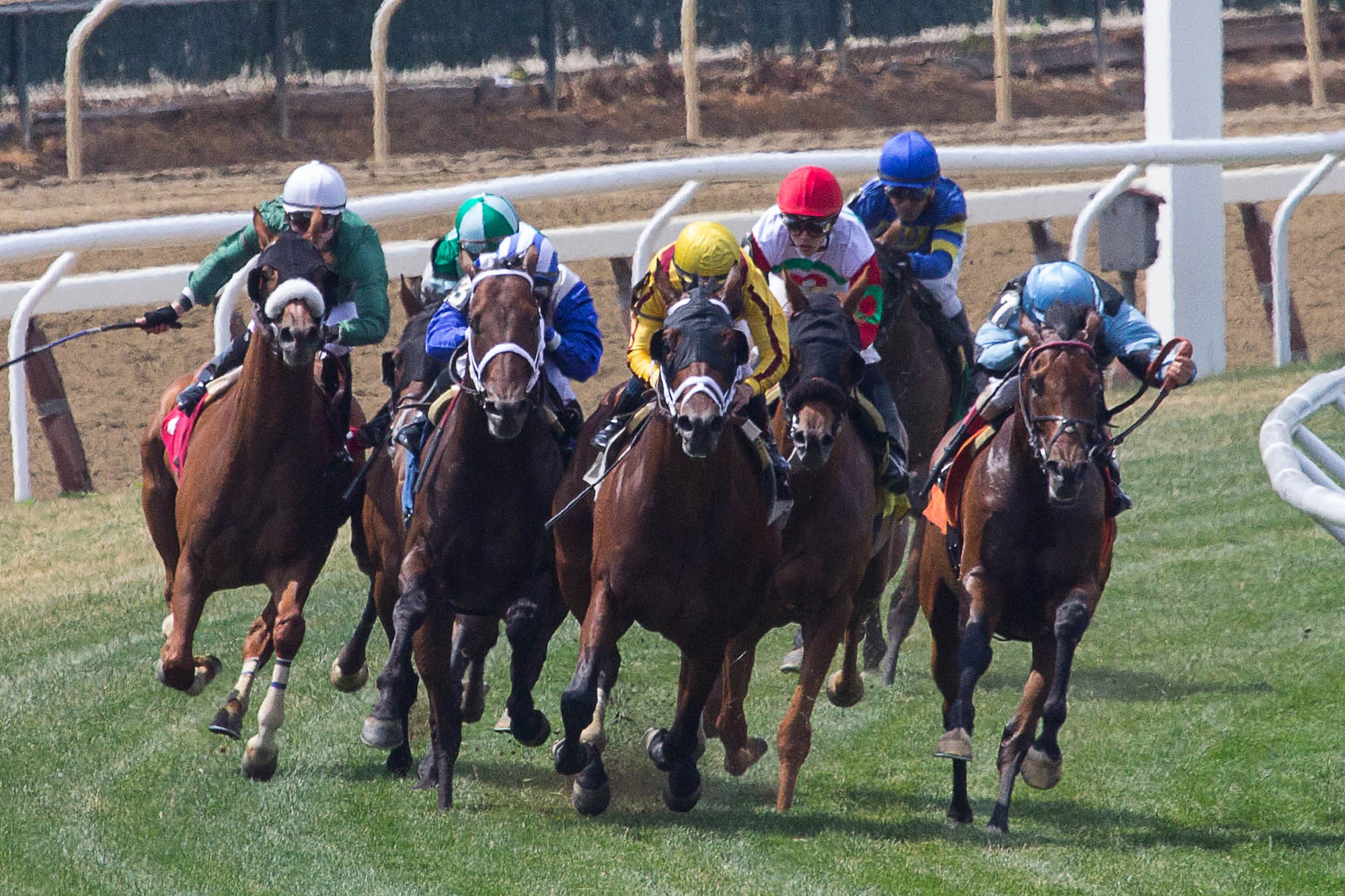 Insurance bet horse racing Promotion Explained