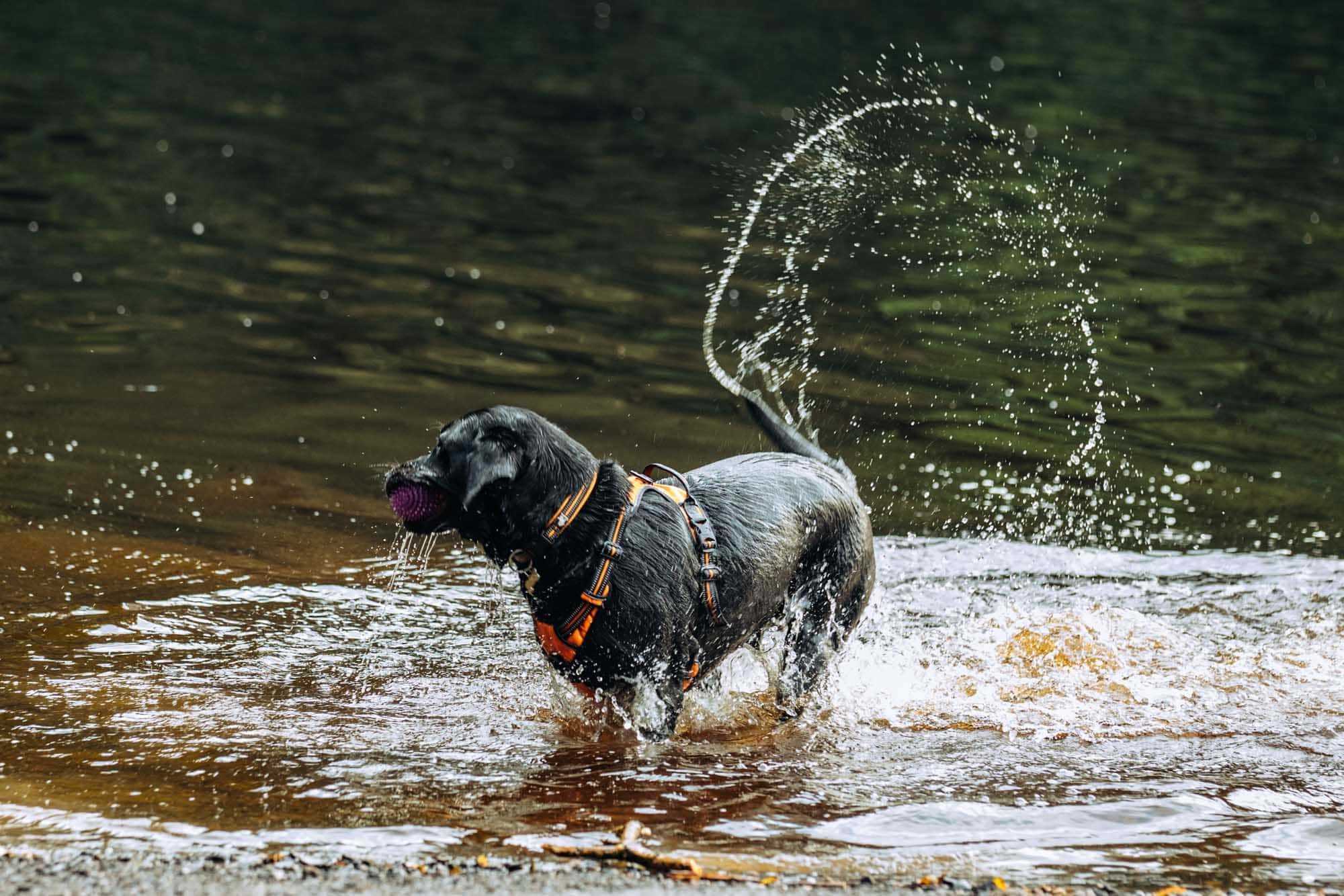 pictures of my dog
