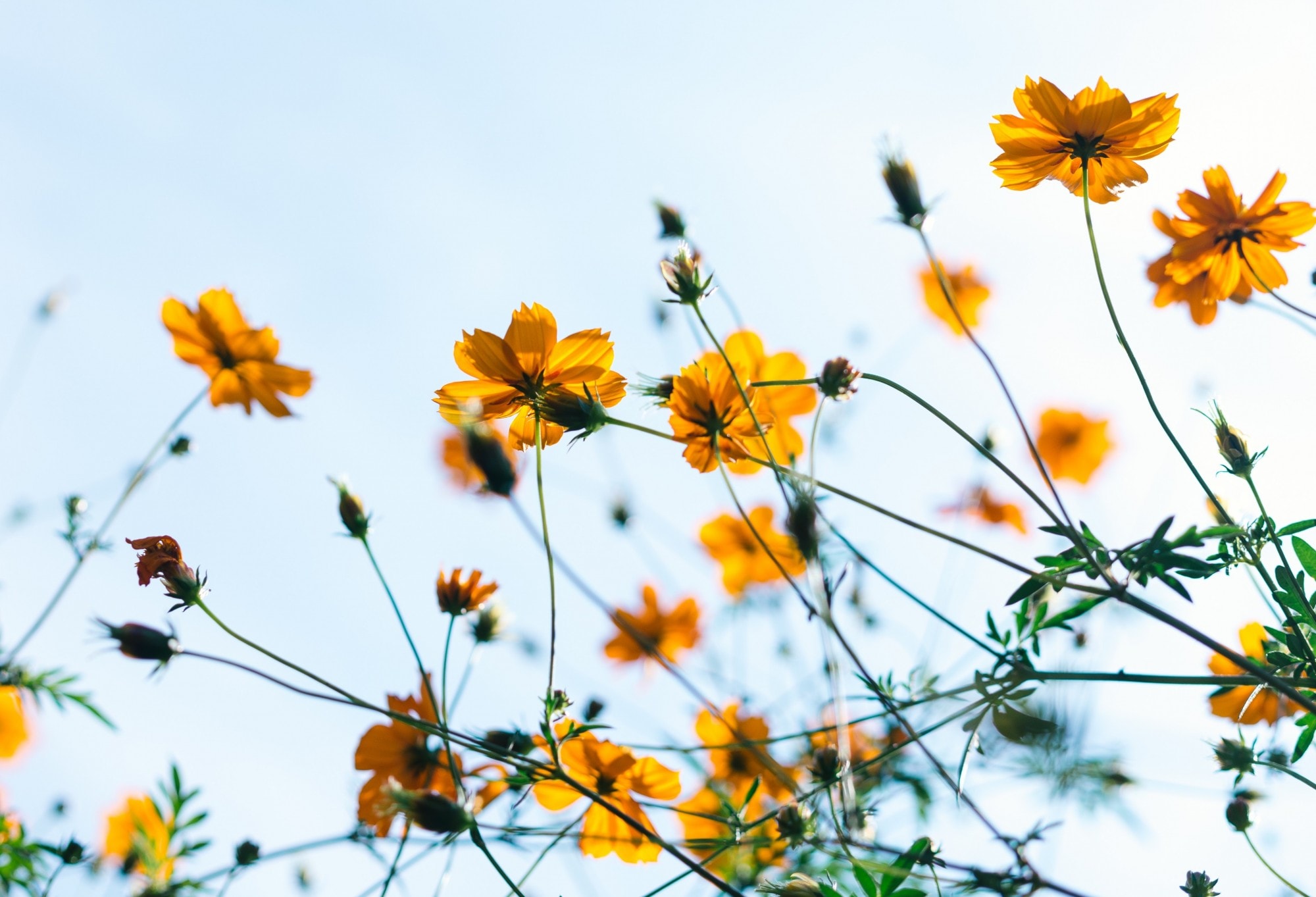 lente