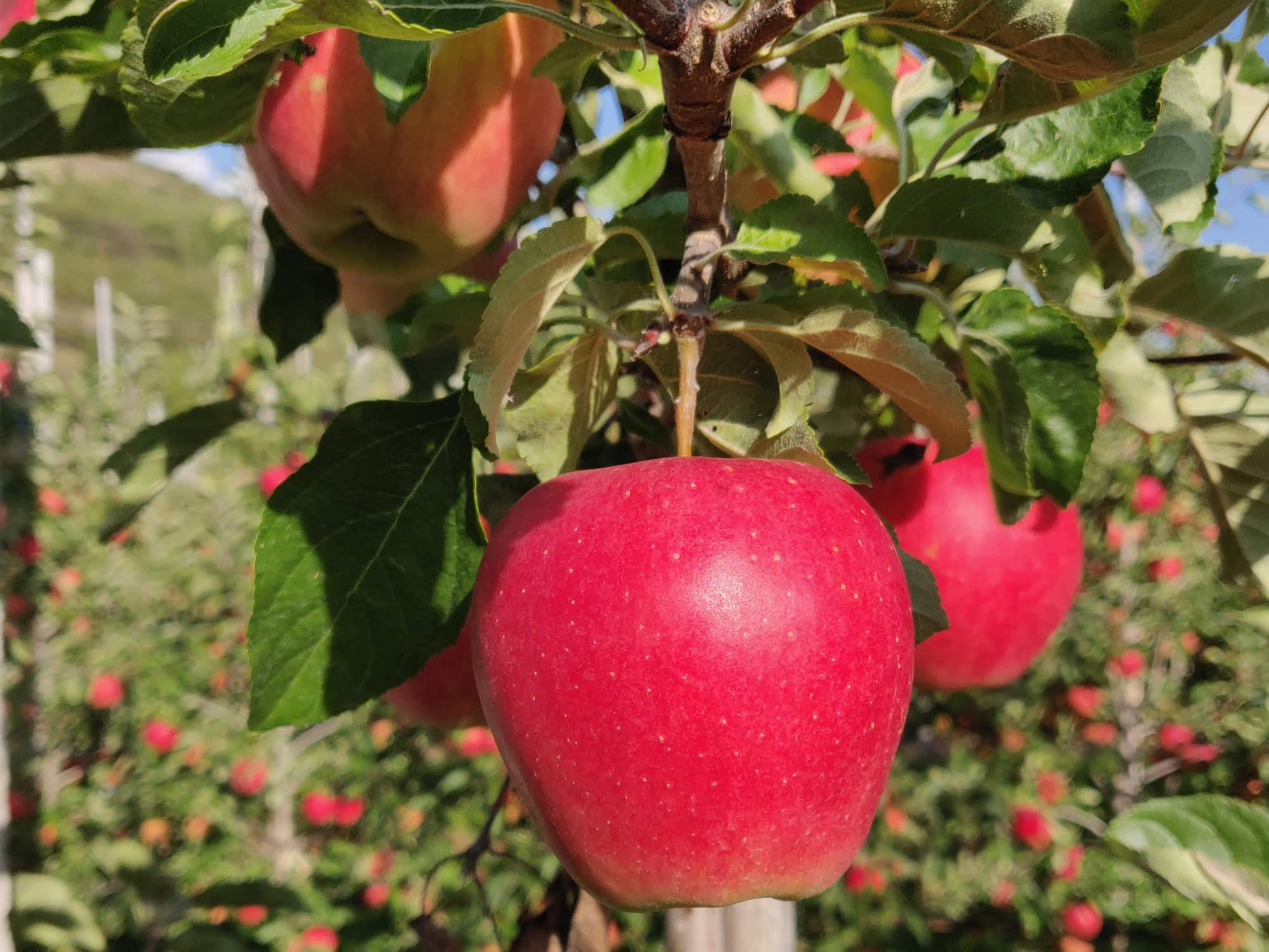 Burgred - Mutant odmiany Pinova