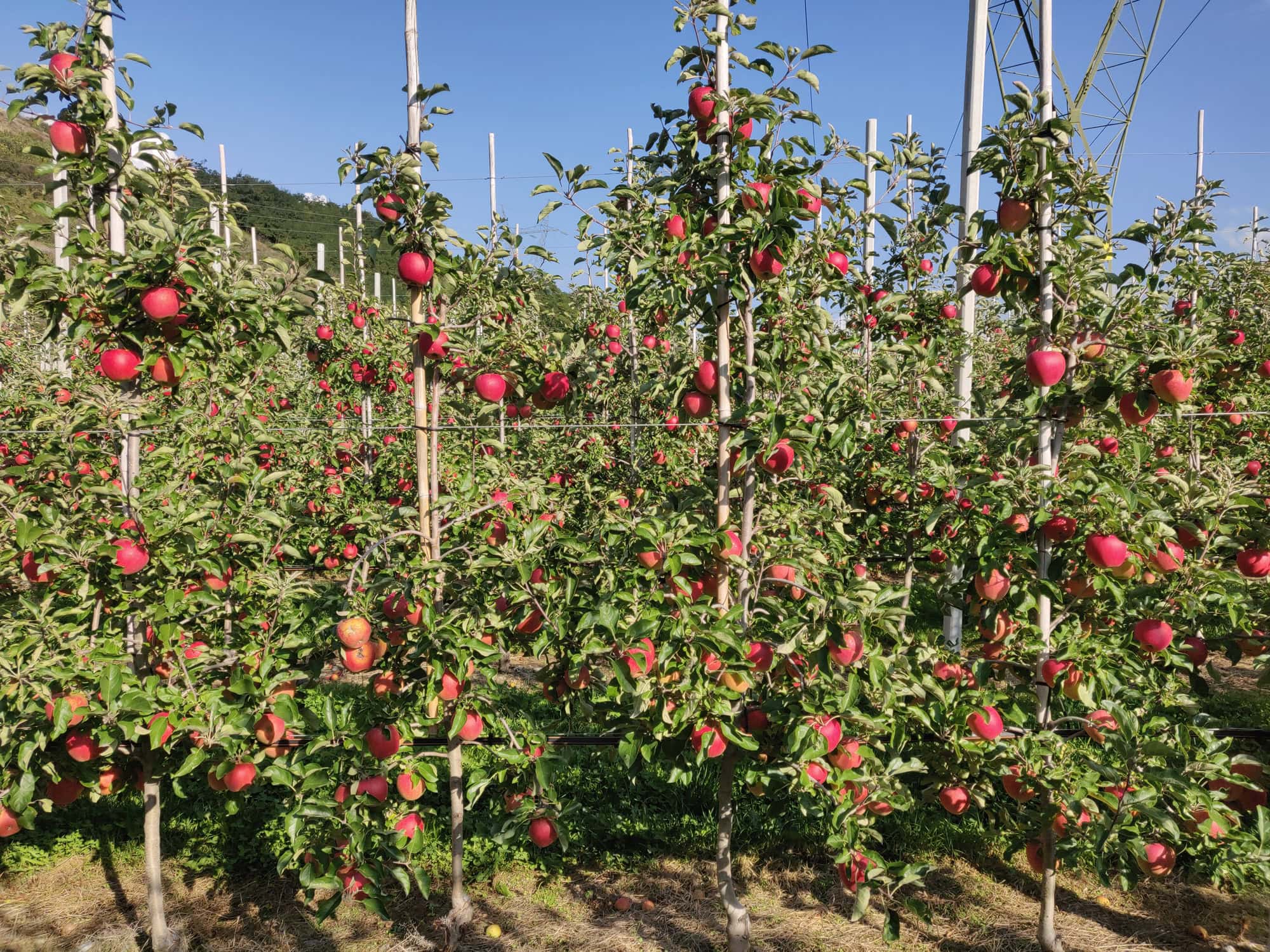 Burgred - Mutant odmiany Pinova