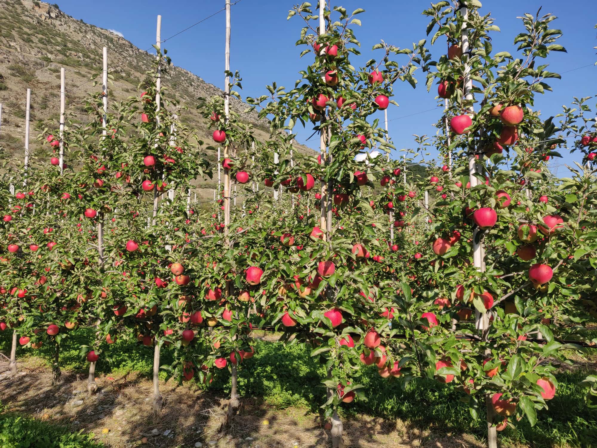 Burgred - Mutant odmiany Pinova