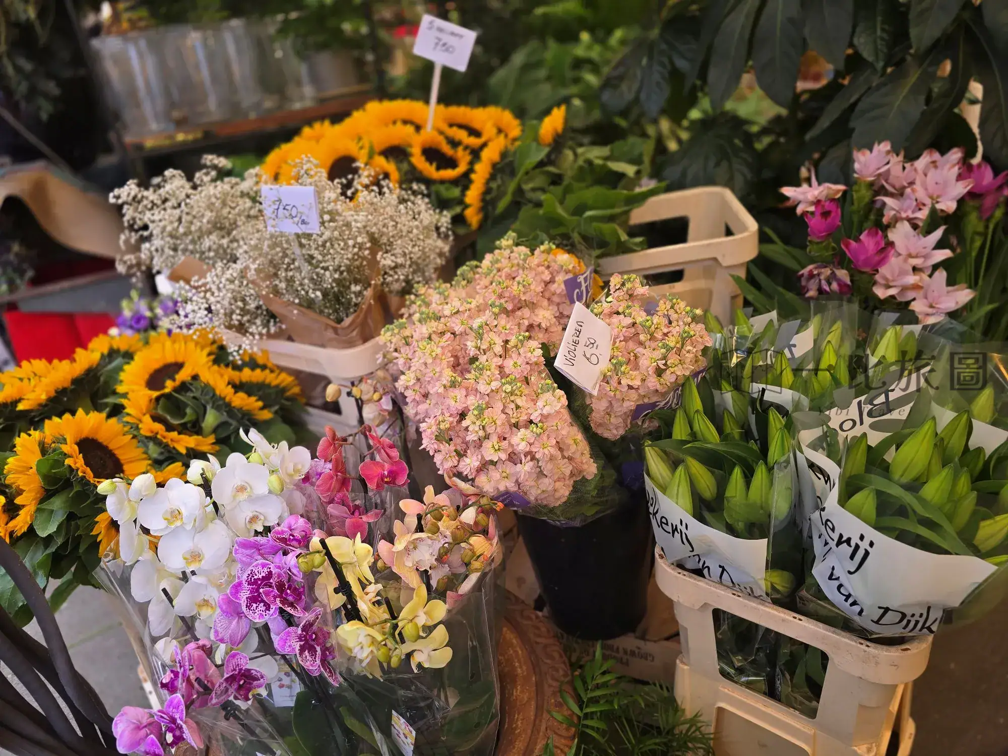 辛格花市