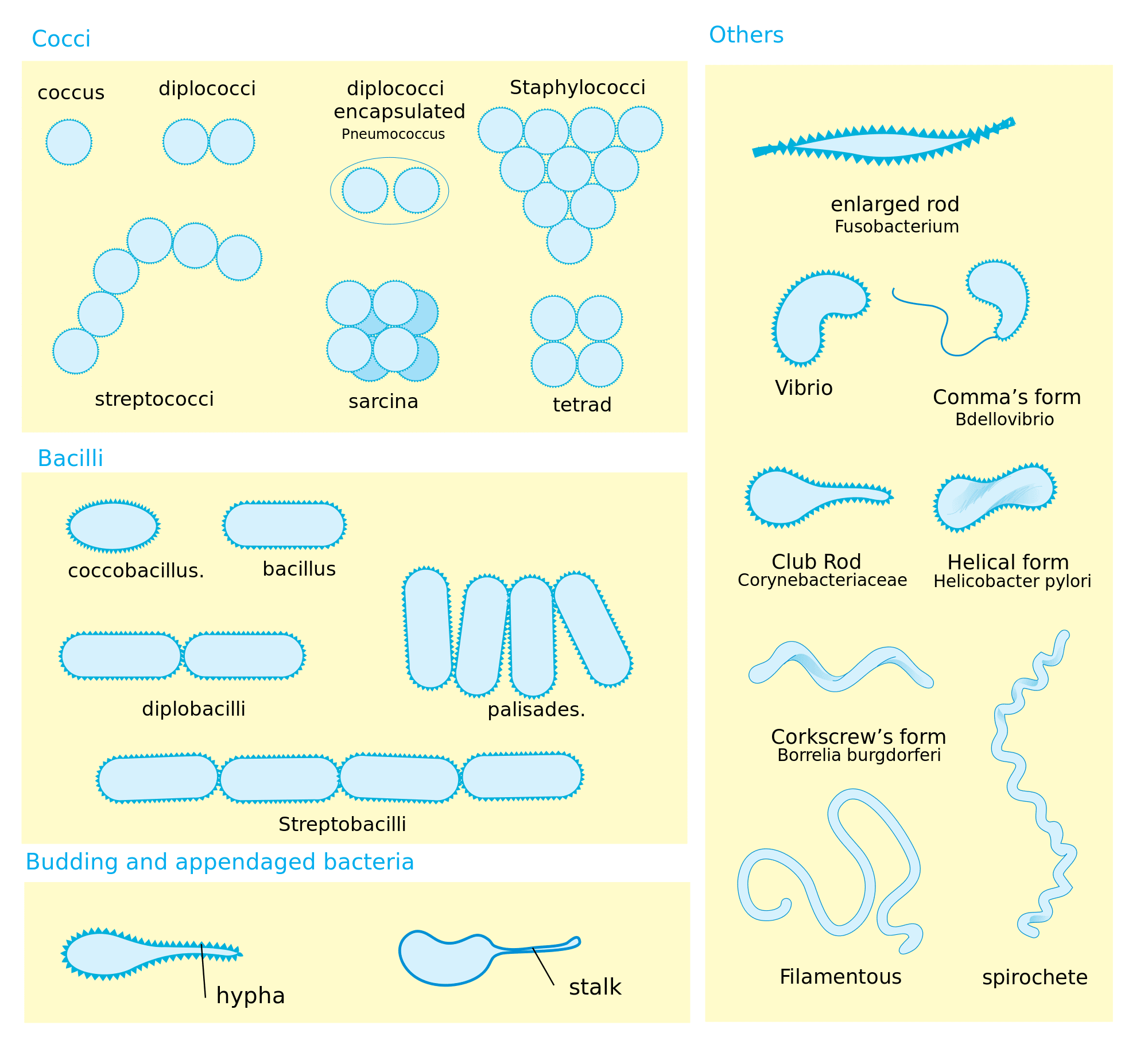 don mau morgellons bacteria chart