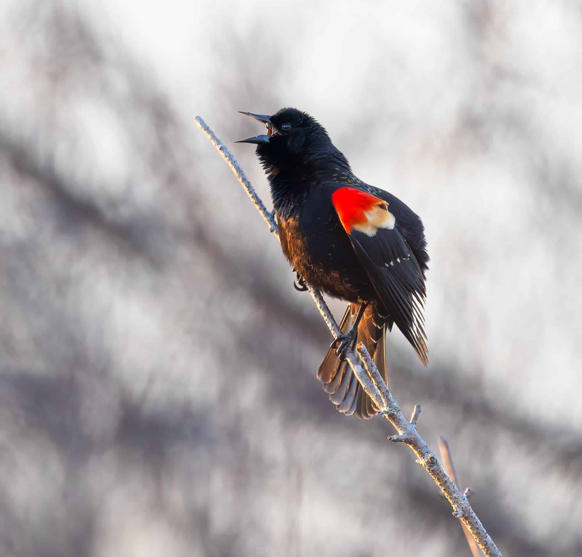 Do Blackbird Red Wings Eat Worms